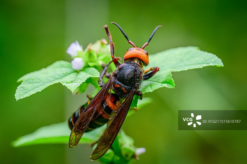 绿叶上的大黄蜂图片素材
