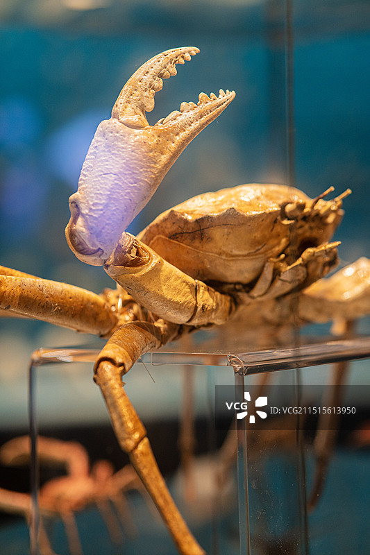 螃蟹标本图片素材