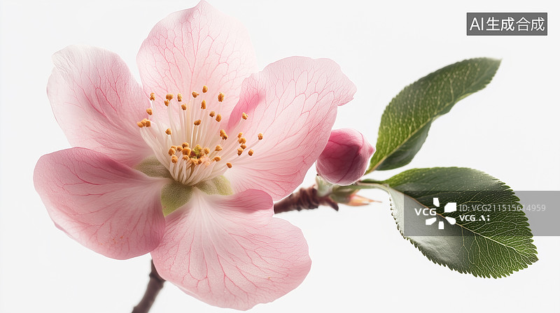 【AI数字艺术】樱花花朵特写图片素材