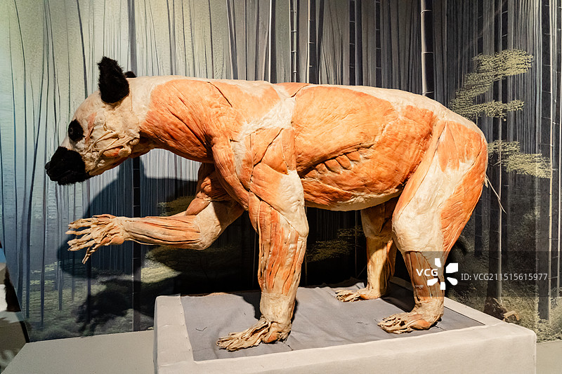 棕熊肌肉系统塑化标本；重庆自然博物馆藏图片素材