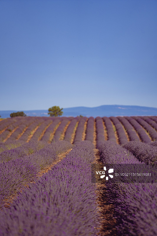普罗旺斯, 薰衣草田图片素材