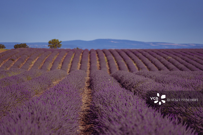 普罗旺斯, 薰衣草田图片素材