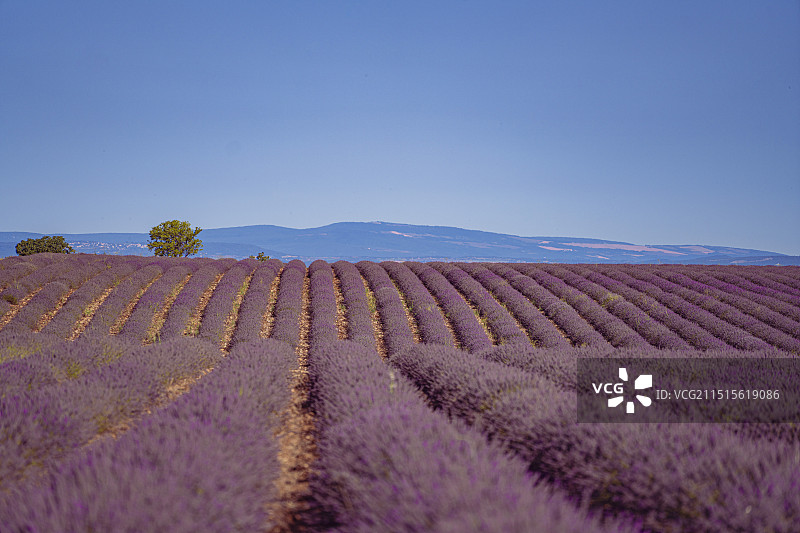 普罗旺斯, 薰衣草田图片素材