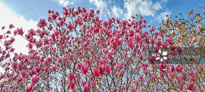 杭州钱塘江边红色玉兰花天空图片素材