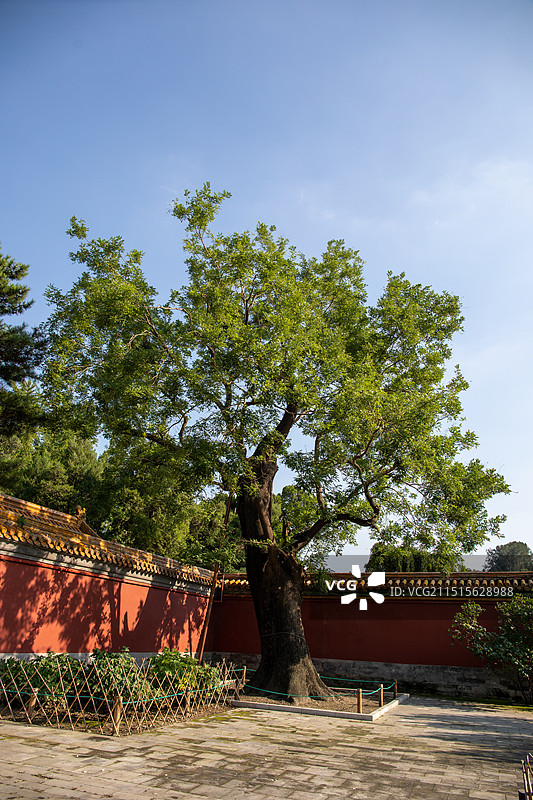 北京景山公园千年大槐树槐中槐古树图片素材