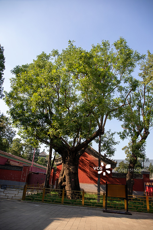 北京景山公园千年大槐树槐中槐古树图片素材