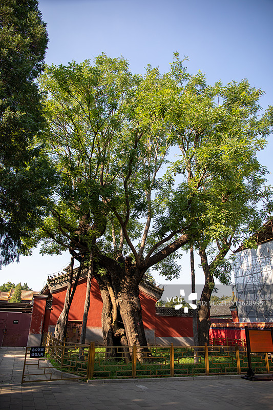 北京景山公园千年大槐树槐中槐古树图片素材