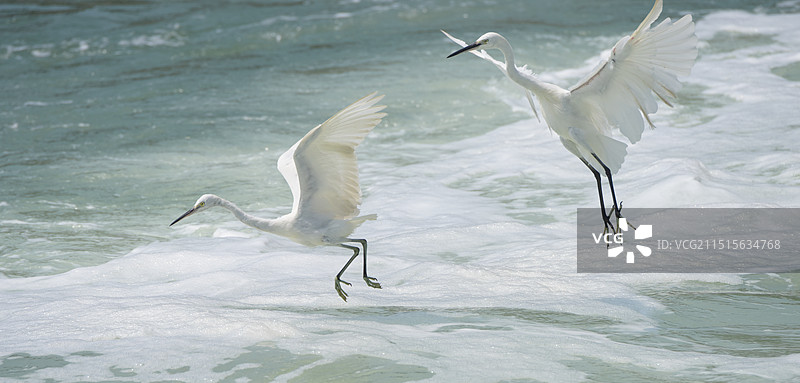 白鹭图片素材