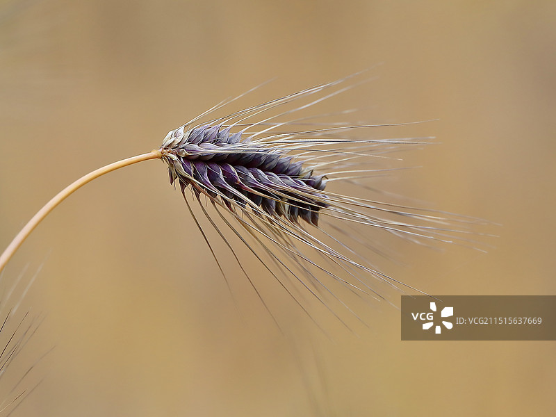 紫青稞图片素材