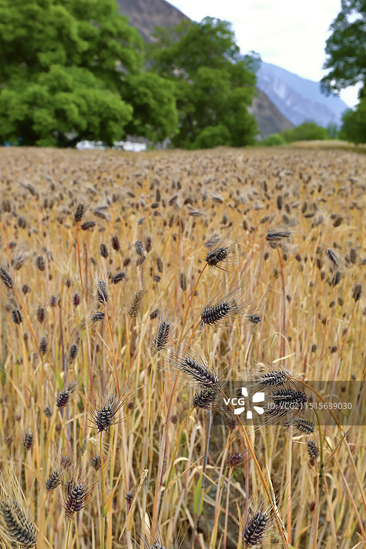 青稞田 紫青稞图片素材