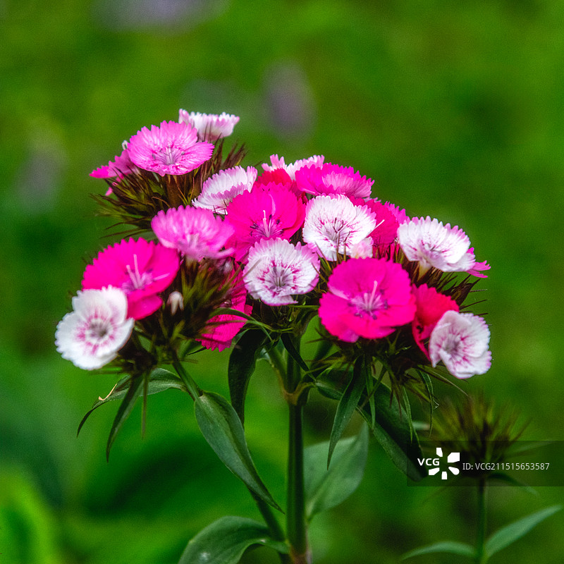 石竹开花高视角视图图片素材