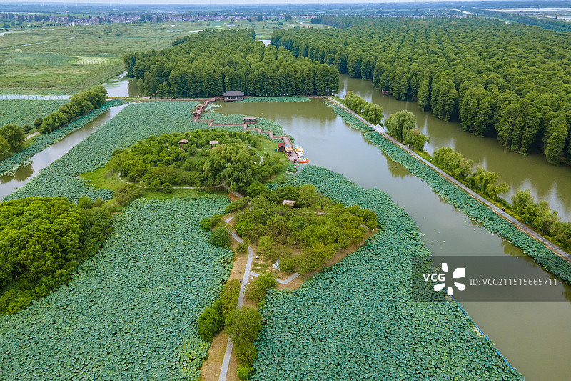 航拍江苏省泰州市兴化李中水上森林公园风光图片素材