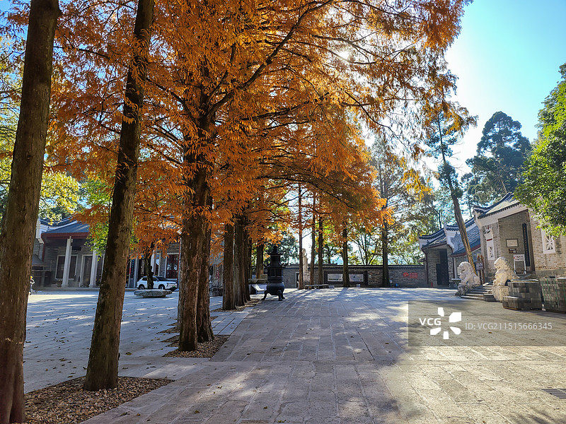 南岳衡山南台寺 秋天红叶图片素材
