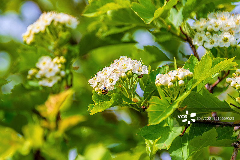 蔷薇科植物山楂的花图片素材
