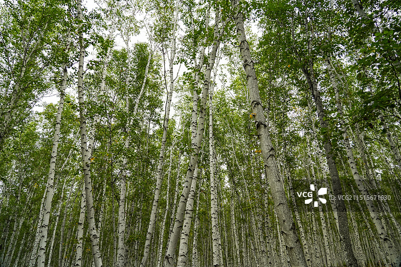内蒙古呼伦贝尔额尔古纳，白桦林景区图片素材