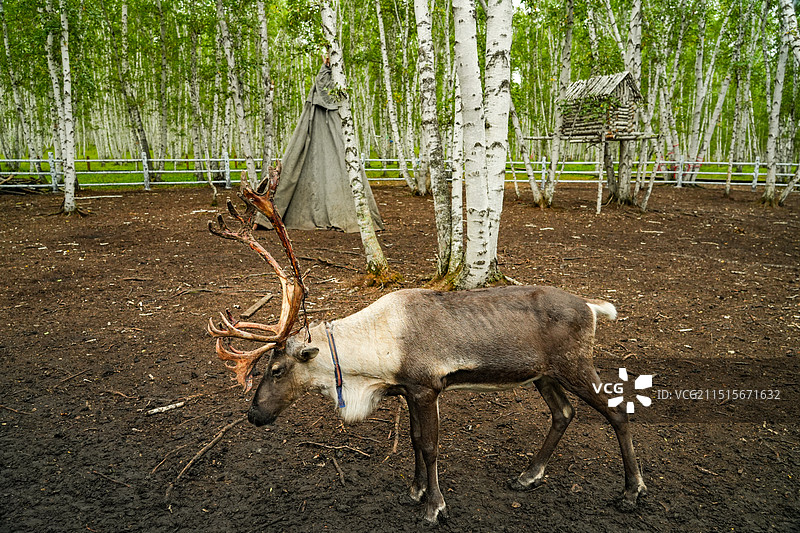 内蒙古呼伦贝尔额尔古纳，白桦林景区驯鹿图片素材