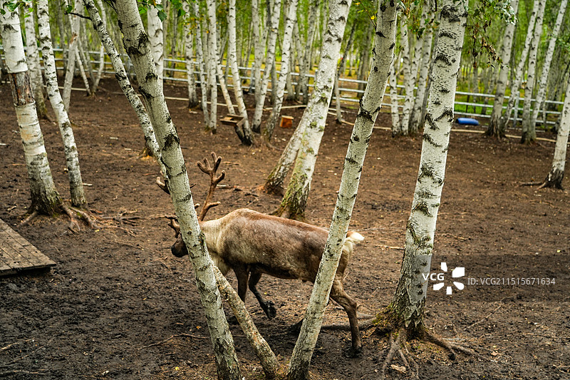 内蒙古呼伦贝尔额尔古纳，白桦林景区驯鹿图片素材