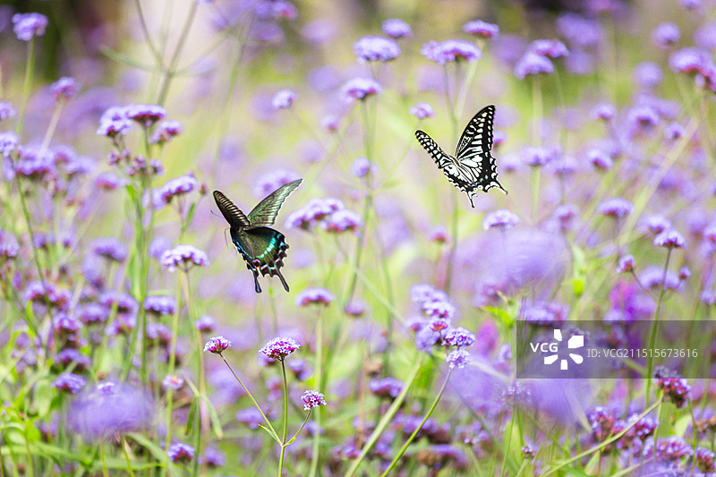 花丛中飞舞的蝴蝶图片素材