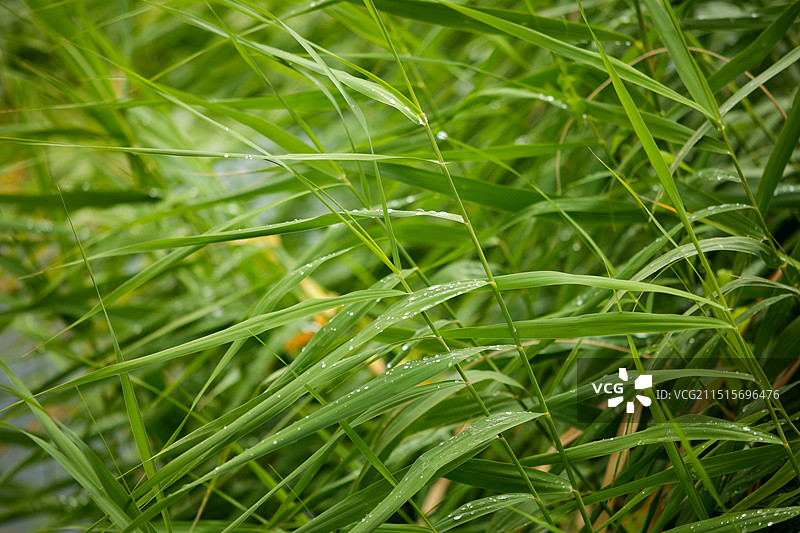 雨后的芦苇水草布满了水珠图片素材