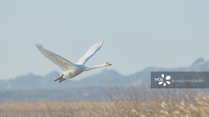 飞翔的天鹅图片素材