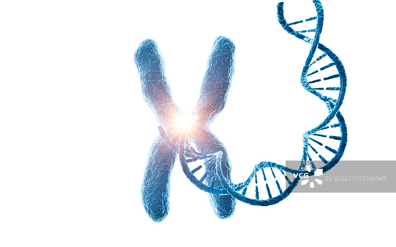 人类染色体生物模型3D渲染图片素材
