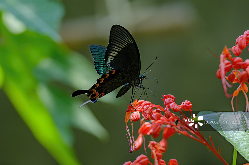 巴黎翠凤蝶图片素材