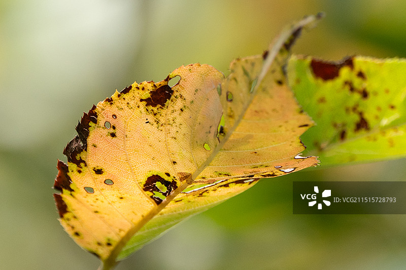 秋天秋叶图片素材