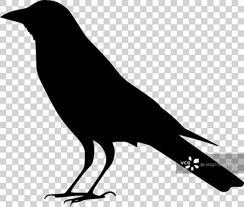 乌鸦极简扁平风格标志图片素材