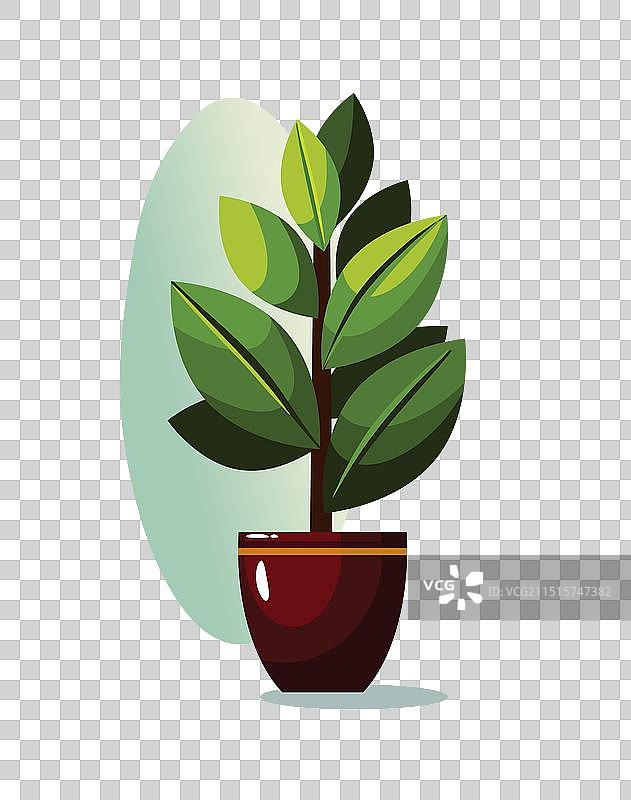 白色背景棕色花盆中的植物图片素材
