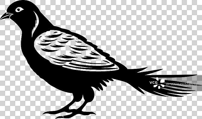 鸽子 - 黑白图片素材