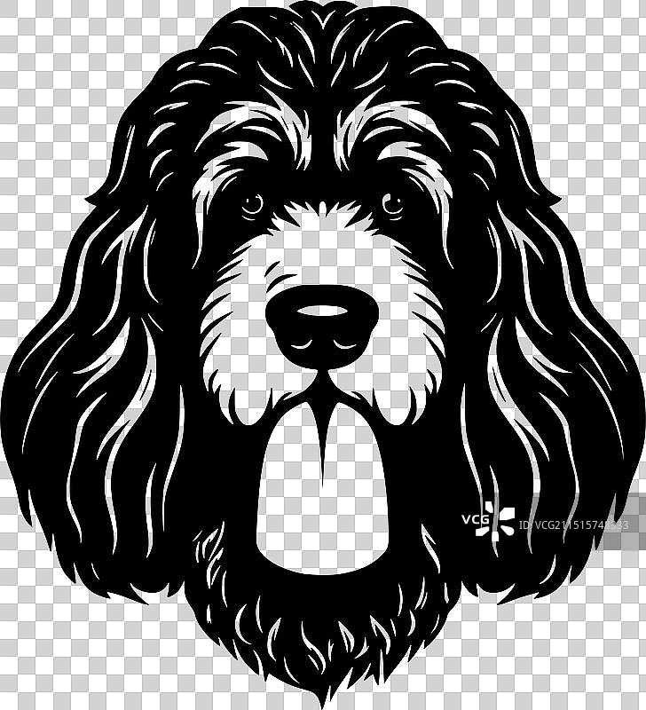 黑白贵宾犬图片素材