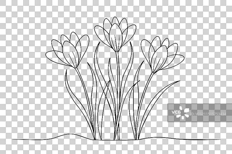 手绘连续线条番红花图片素材