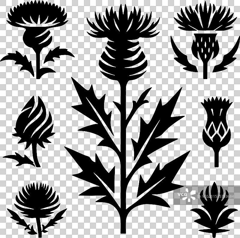 苏格兰蓟草轮廓图片素材