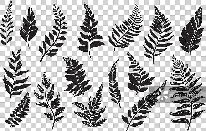 野生森林植物叶子剪影合集图片素材