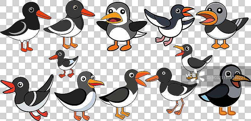 美洲蛎鹬鸟类动物设计图片素材