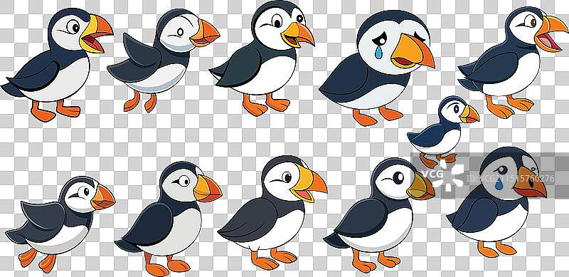 大西洋海鹦动物设计图片素材