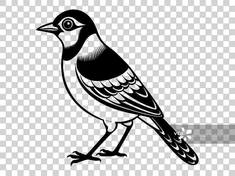 白底上的松鸦图片素材