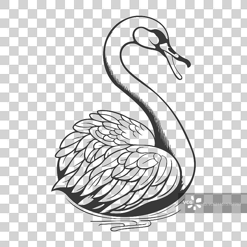 鸿雁动物灰色图片素材