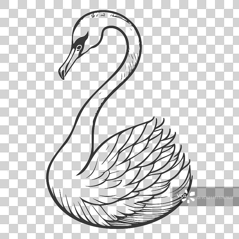 鸿雁动物灰色图片素材