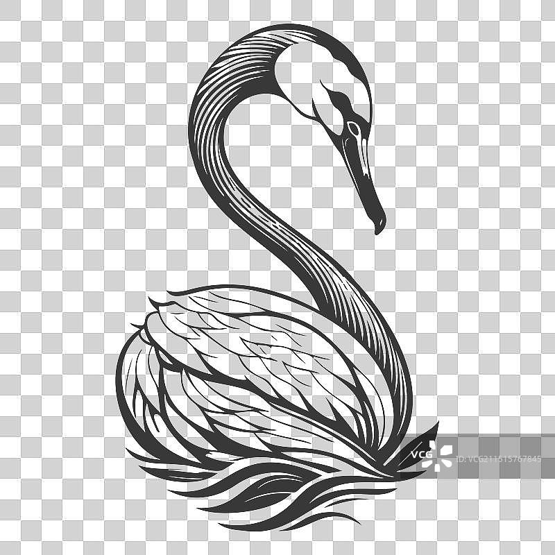 鸿雁动物灰色图片素材