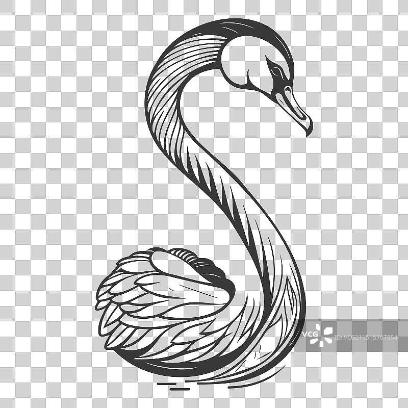 鸿雁动物灰色图片素材