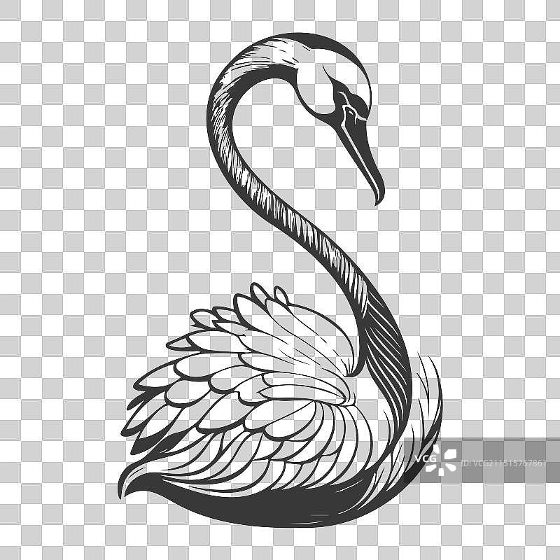 鸿雁动物灰色图片素材