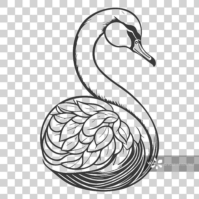 鸿雁动物灰色图片素材