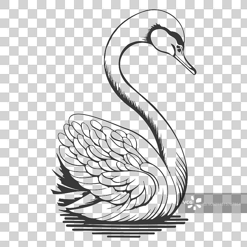 鸿雁动物灰色图片素材