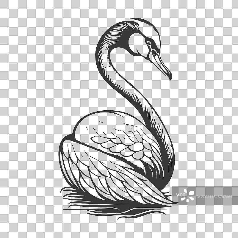 鸿雁动物灰色图片素材