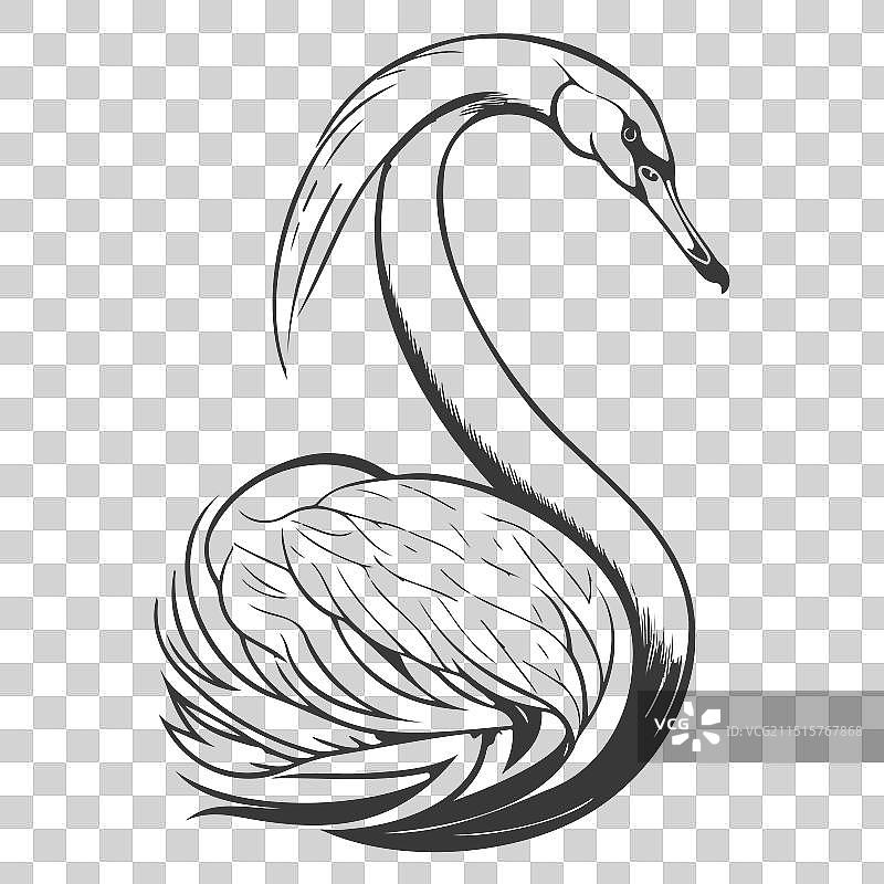 鸿雁动物灰色图片素材