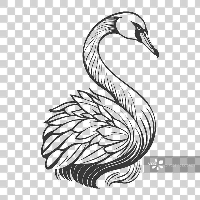 鸿雁动物灰色图片素材