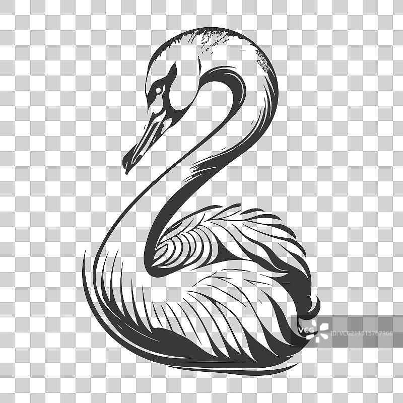 鸿雁动物灰色图片素材