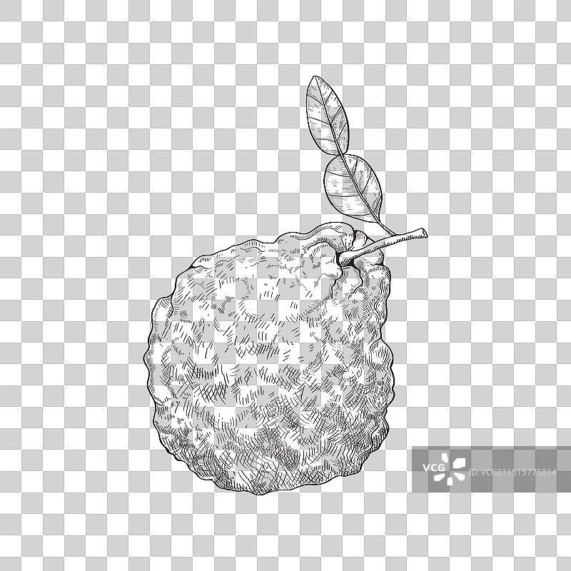皱皮卡菲尔酸橙水果香柠檬调味素描图片素材