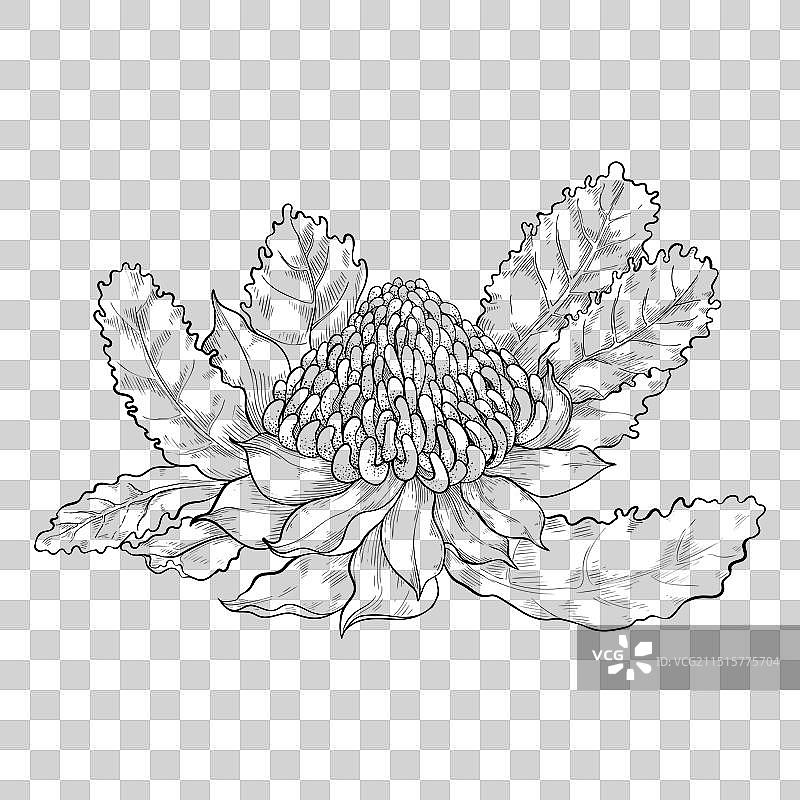 澳大利亚本土草本植物澳洲帝王花图片素材